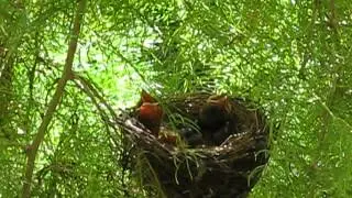 The morning of Oct.12th. 2012. at11.30 a.m. VIDEO.avi