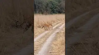 Tiger sighting jim Corbett National park || 
