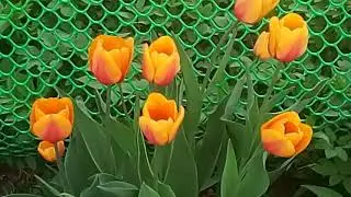 Цветение тюльпанов, рябчиков, нарциссов. Май 2019