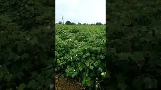 Kaveri Atm cotton farm