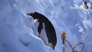 旭山動物園 久々の仔ペンギン48番のお散歩
