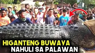 HIGANTENG BUWAYA NAHULI sa PILIPINAS na mas MALAKI pa kay LOLONG!?