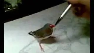 Amadina.flv
