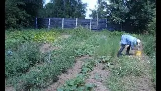 Northern summer resident. Summer garden at the Hacienda. I share my experience and show the result.