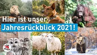Der VIER PFOTEN Jahresrückblick 2021 | Was für ein Jahr!