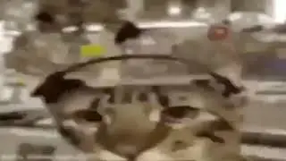 КОТ ФЛЕКСИТ ПОД МУЗЫКУ