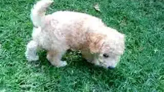 My new Toy Miniatur Poodle.