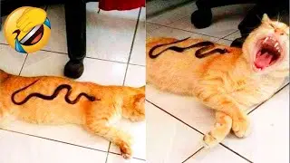 Funny animals - Funny cats and dogs - Funny animal videos 2024 🤣