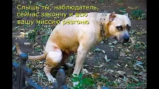 🤣Пёс пукнул человеку в нос🤣