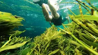 Aquário Natural e Rio Sucuri: OS MERGULHOS MAIS LINDOS EM BONITO - MS