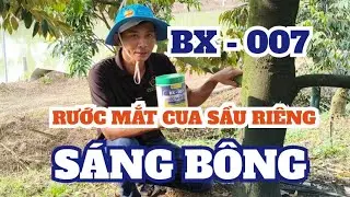 BX- 007,  RƯỚC MẮT CUA SẦU RIÊNG, BÔNG RA TẬP TRUNG, SÁNG BÔNG