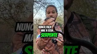 Nunca faça mal a essa serpente #bioaldemir