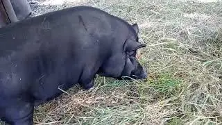 кабани