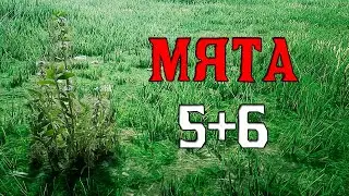 Мята 5 - red dead online