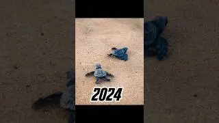 2024 turtle 🐢vs 5000 BCE turtle 🐢 🔥🔥#viral #shorts