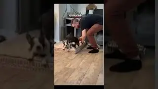 Funny Dog 30 #shorts