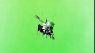 HD Green Screen ✩ Demon Rips Through Screen