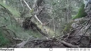 Video 1. El cazador del bosque