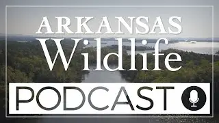 Arkansas Wildlife Podcast Episode 17- Giving Wildlife a Helping Hand