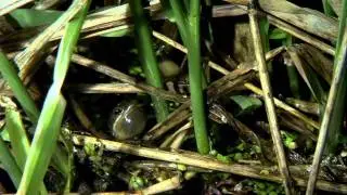 The Vernal Pond