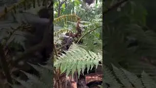 Oplatí sa navštíviť Palmenhaus pri Schonbrunne? 🏰