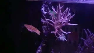 Rico's Nano Challenge 2018