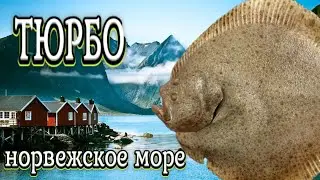 РР4 | Тюрбо | Норвежское море | трофей