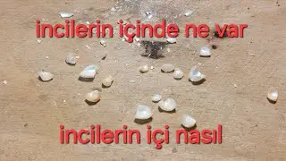 incilerin içinde ne var? incilerin içi nasıl?