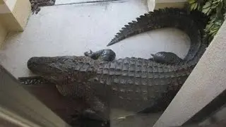 Evinin Kapısını Açtığında Kavga Eden 2 Timsahla Karşılaştı.