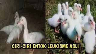 CIRI-CIRI ENTOK LEUKISME ASLI
