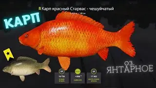 Русская рыбалка 4 озеро Янтарное КАРП ФАРМ  russian fishing 4 (РР4) lake Amber CARP FARM