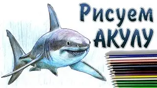 How to draw a shark
