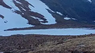 Стадо северных домашних оленей на подъеме / Полярный Урал