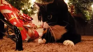 Tuxedo Cat Wants To Open Christmas Presents Early