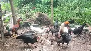 Ternak Ayam