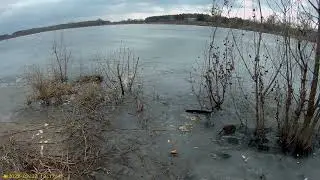22.02.2022г. г.Северодонецк. Ондатра на Чистом озере