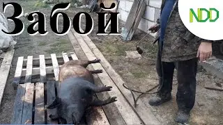 Забой свиньи. Продолжаем делать сарай. Варим клетки свиньям