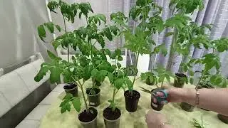 Готовлю рассаду томатов к высадке в теплицу.м-н ДАЧА г.Каменск-Уральский 07.04.2023
