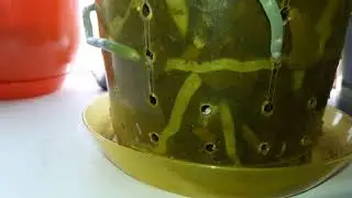 Орхидеи без хозяйки. Отпуск! Море!