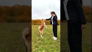 Акита ину  дрессировка  часть 1 🦁 