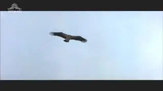 Саундтрек к х/ф 