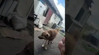 Отличный пёс