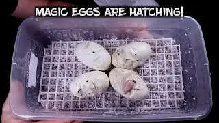 Magic Snake Eggs are Hatching!