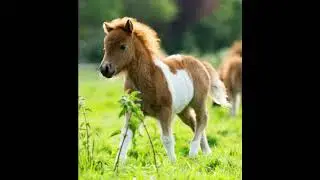 oui ennui - Jam Pony Express