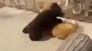 Борцуха братуха