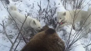 Охота на медведя с Западно-Сибирской лайкой