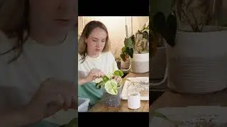 Жаде сатин вариегантный 😍 Любимый сциндапсус! #комнатныерастения #shorts