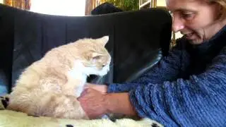 Giving my 18 year old cat Garfield 