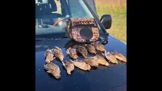 Перепелиная мечта охотника