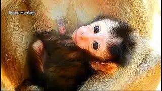 Welcome newborn baby monkey Alexandra,April give birth today,Baby S0 cute,pretty pink face